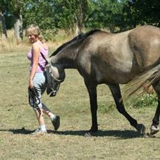 Hollandsk Sportspony Silver king 