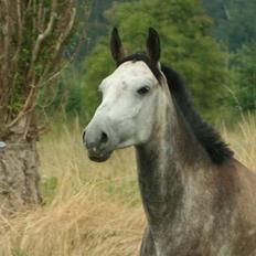 Hollandsk Sportspony Silver king 