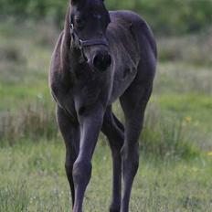 Paint One Smart Obsession (SOLGT)