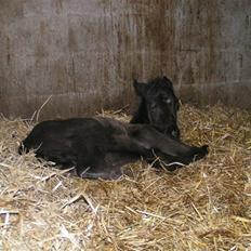 Paint One Smart Obsession (SOLGT)