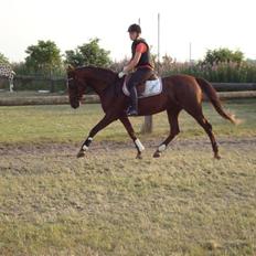 Anden særlig race Gucci 