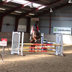 Welsh Cob (sec D) Gribvads Leading Silver