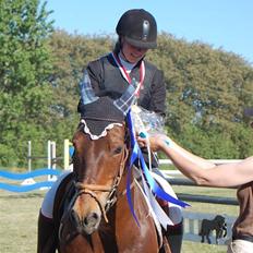 Welsh Cob (sec D) Gribvads Leading Silver