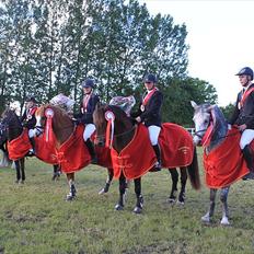 Welsh Cob (sec D) Gribvads Leading Silver