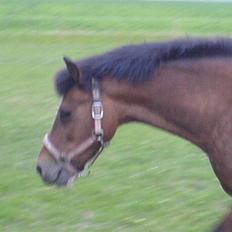 New Forest Faarbech`s Miss Sophy, (himmelhest)