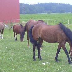 New Forest Faarbech`s Miss Sophy, (himmelhest)