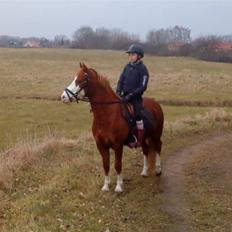 Welsh Pony af Cob-type (sec C) Gribsvads Mikkel( R.I.P )