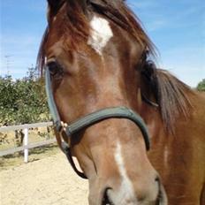 Welsh Partbred (Sec F) Flying Figo (solgt) R.I.P