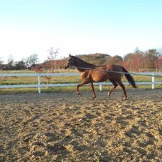 Welsh Partbred (Sec F) Flying Figo (solgt) R.I.P