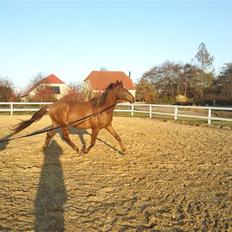 Welsh Partbred (Sec F) Flying Figo (solgt) R.I.P