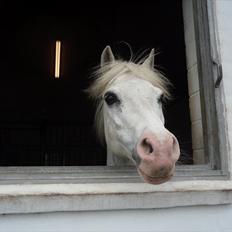 Welsh Pony (sec B) Edelweiss Sonny 