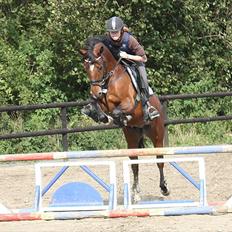 New Forest Ibi Star B-pony 