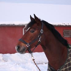 New Forest Ibi Star B-pony 