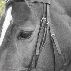 Dansk Varmblod Chassé Bjørnhøj - 