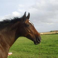 Dansk Varmblod Question Callin <3