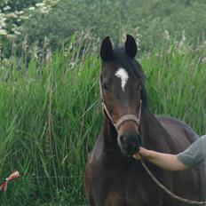 Dansk Varmblod Question Callin <3