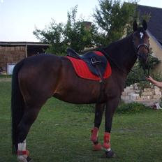 Dansk Varmblod Question Callin <3