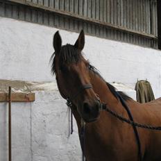 DSP Miranda <3 - aflivet :'(