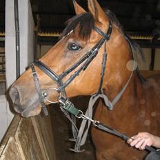 DSP Miranda <3 - aflivet :'(