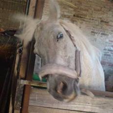 Anden særlig race Pjuske.(R.I.P)savnerdig/;