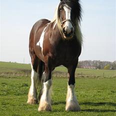 Tinker Winston of Ireland