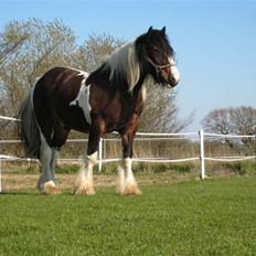 Tinker Winston of Ireland