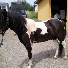 Anden særlig race Tonto aka sportsko - datters part