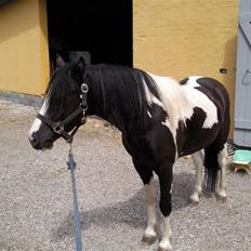 Anden særlig race Tonto aka sportsko - datters part