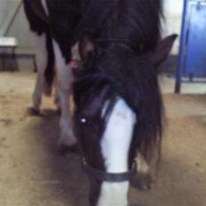 Anden særlig race Tonto aka sportsko - datters part