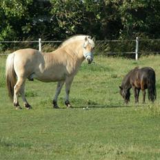 Anden særlig race Star R.I.P