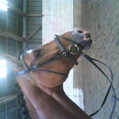 Dansk Varmblod Rosengaards Filicity