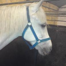 Anden særlig race Lurifax <3 "  AFLIVET"