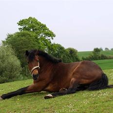 New Forest OM's Tornado