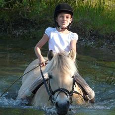 Fjordhest mussepigen