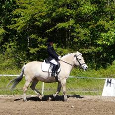 Fjordhest mussepigen