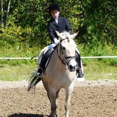 Fjordhest mussepigen