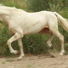 Palomino lucifer