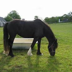 Irish Cob Asgaards Brynhild