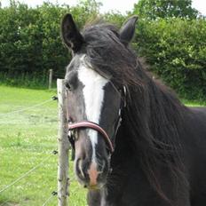 Irish Cob Asgaards Brynhild