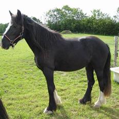 Irish Cob Asgaards Brynhild