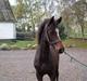 Dansk Varmblod Birkedals Electra