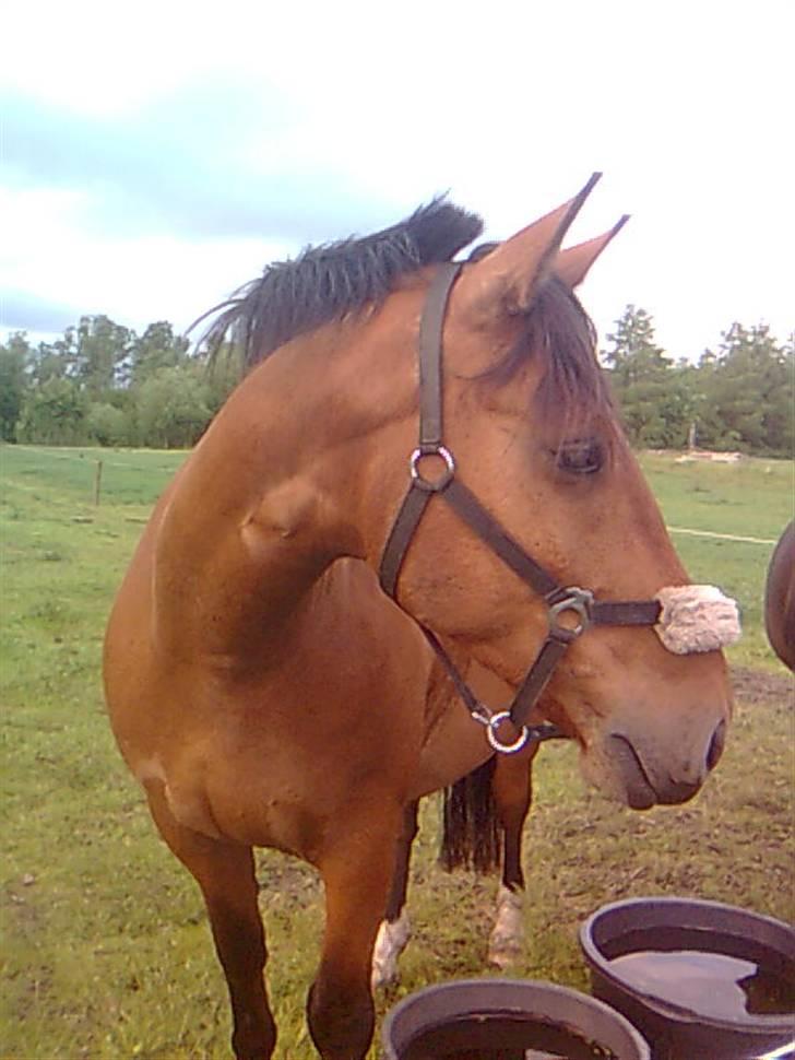 Anden særlig race Kønigs Rèmy - Rèmy går lige i sit fotogene hjørne *GG*  gad vide hvad han så????  billede 1