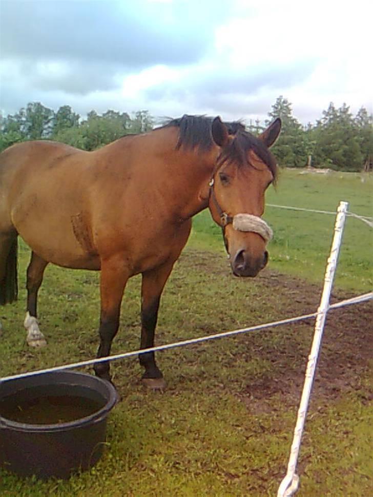 Anden særlig race Kønigs Rèmy - er lidt træt efter en lang skridt tur i skoven billede 2