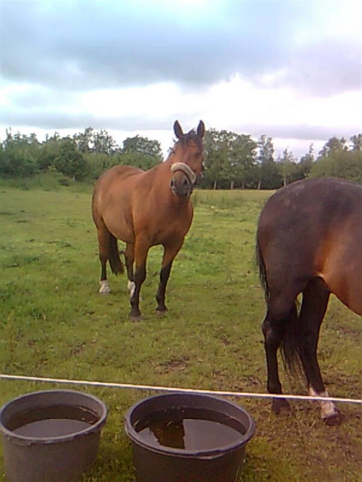 Anden særlig race Kønigs Rèmy - Kigger lige efter ismulerne billede 3