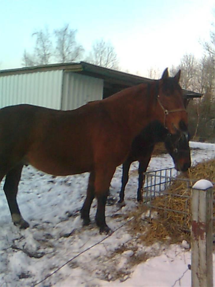 Anden særlig race Kønigs Rèmy - Hvem går derude  er lidt nysgerrig. billede 4