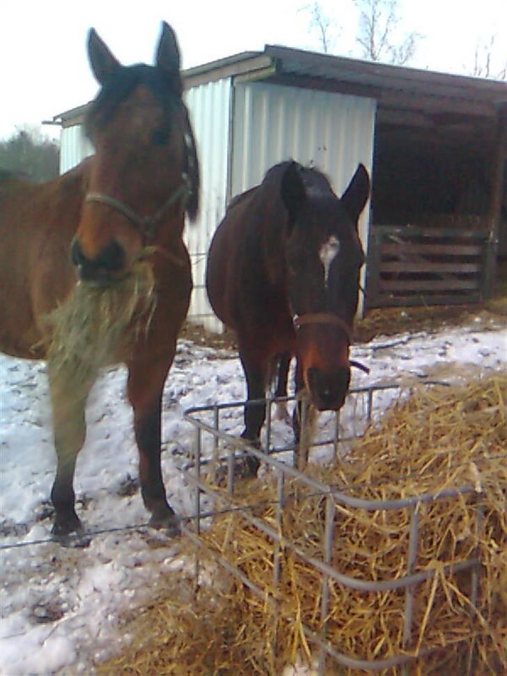 Anden særlig race Kønigs Rèmy - Vi guffer stadig.  billede 5