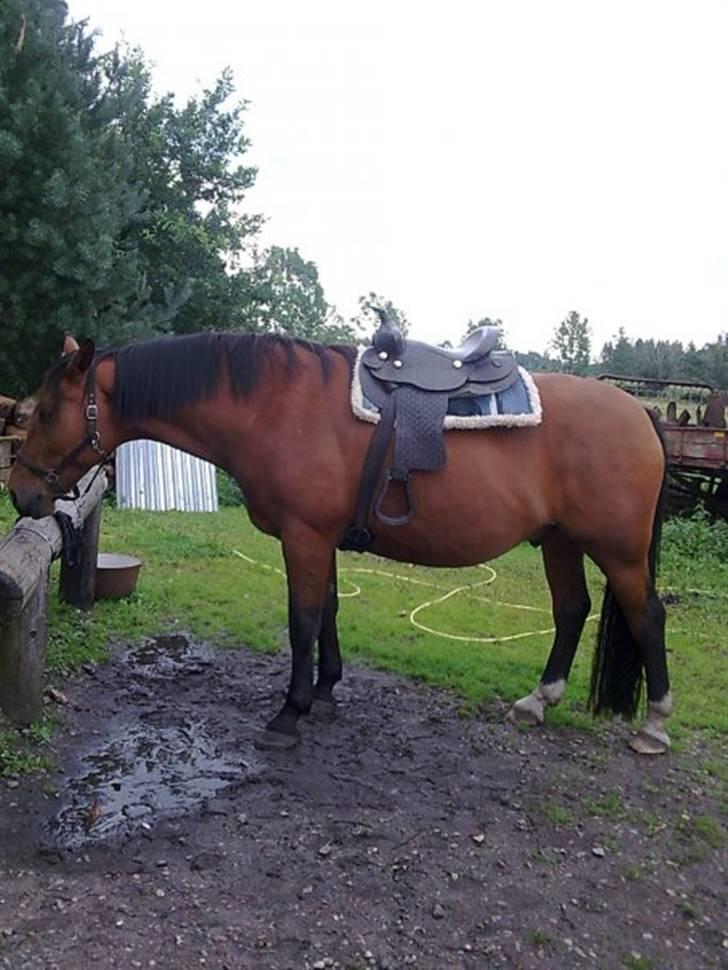 Anden særlig race Kønigs Rèmy - Fik min western sadel hjem. Skulle lige prøves. billede 6