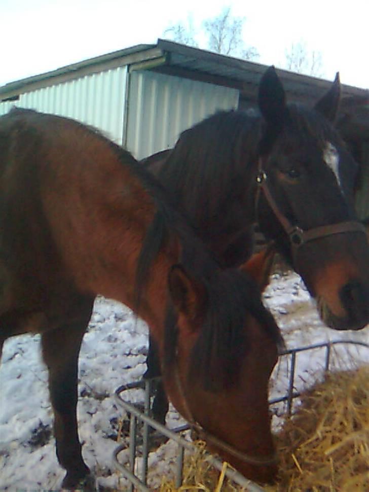 Anden særlig race Kønigs Rèmy - Joey og Rèmy nyder wraphøet billede 7
