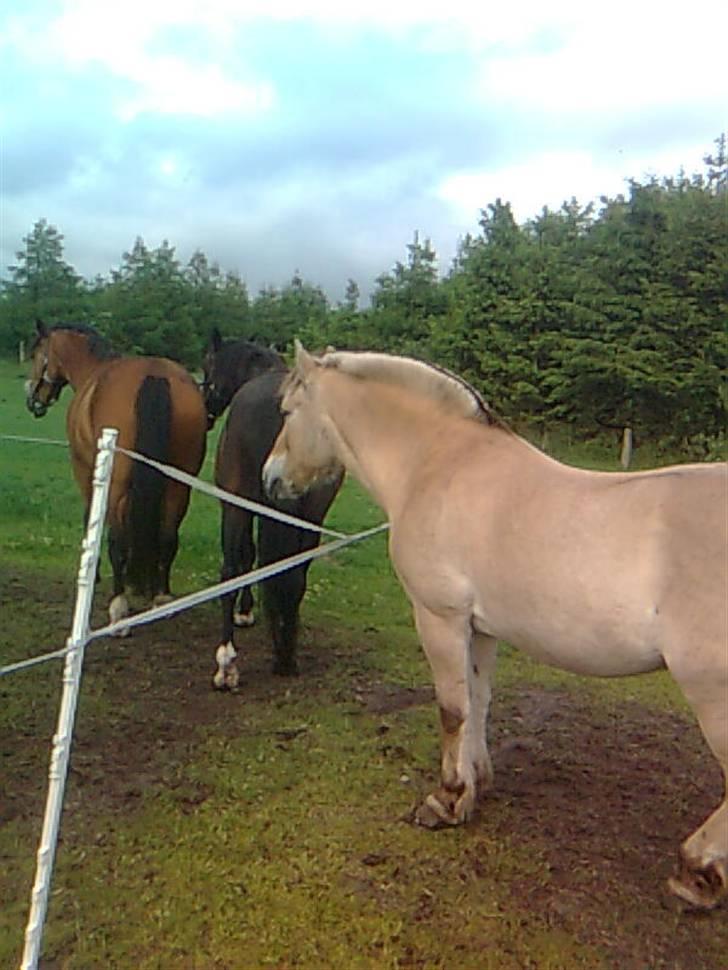 Anden særlig race Kønigs Rèmy - Rèmy, joey og Bobby slapper  lige lidt af *S*  billede 8