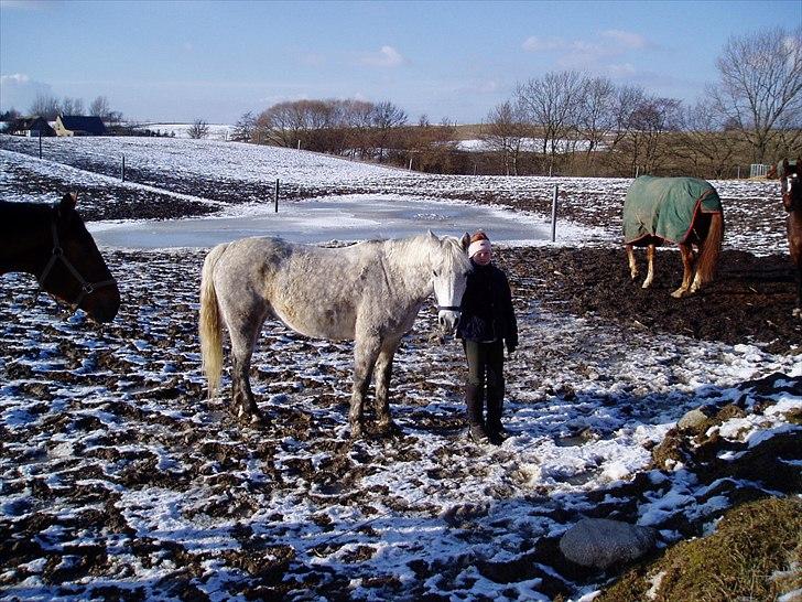 Connemara Frederiksminde Sir Prize - Haha, sofus som han så ud den første vinter jeg havde ham ;) billede 16